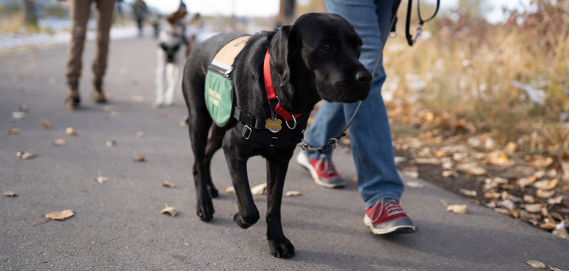 how do you train and certify a therapy dog